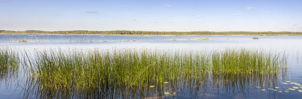 Panorama de cana verde crescer em um lago — Fotografia de Stock