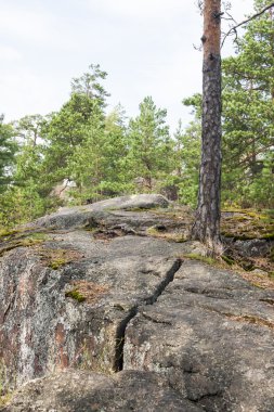 Çam ağacı orman ve kayalar