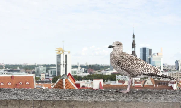 Seagull vliegen voor Tallinn panorama — Stockfoto