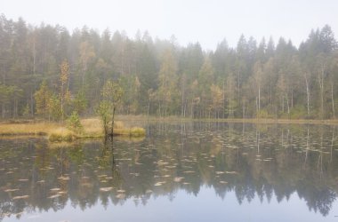 Sonbahar ormanı sisli