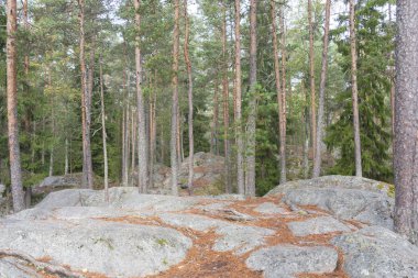 Çam ağacı orman kayalık zemin üstüne