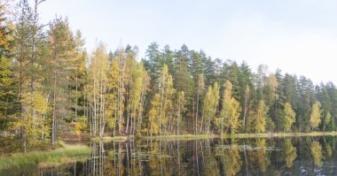 renkli sonbahar orman