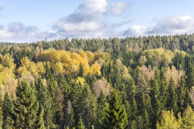 renkli sonbahar orman