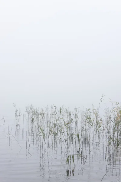 Bulrush in una nebbia — Foto Stock