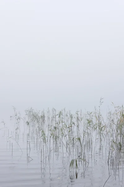 Буллит в тумане — стоковое фото