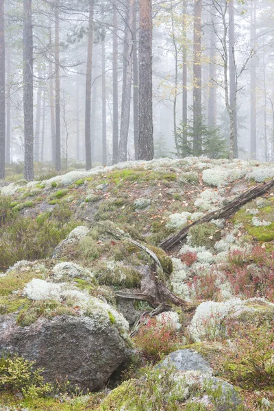 Neblige Waldlandschaft — Stockfoto