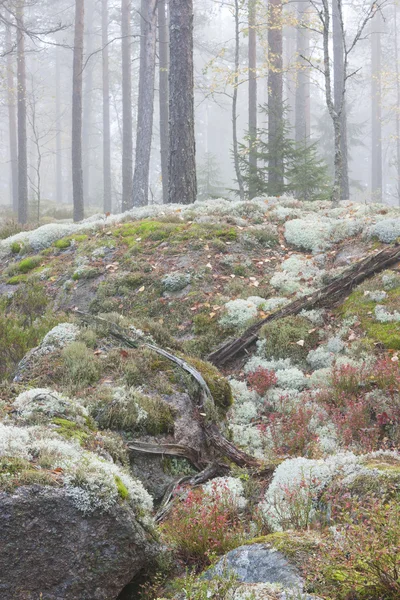 Туманні лісу краєвид — стокове фото