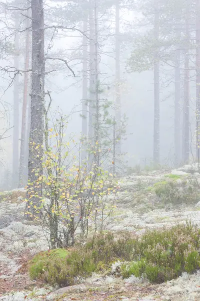 Neblige Waldlandschaft — Stockfoto