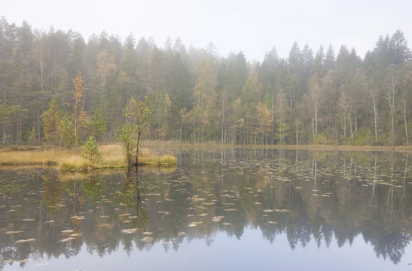 Höstskog i dimma — Stockfoto