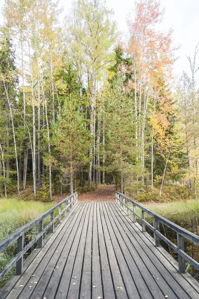 Bridge i färgglad höst skog — Stockfoto