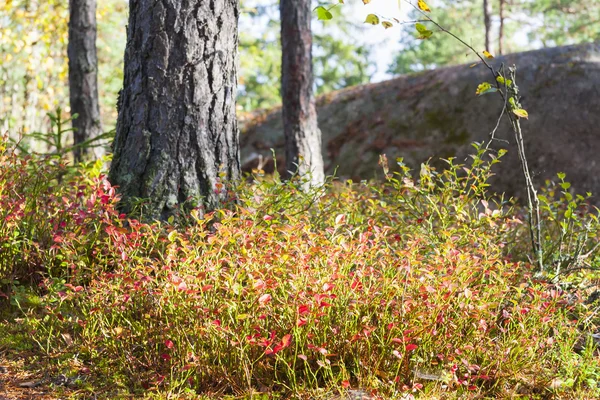 Piante colorate in autunno — Foto Stock