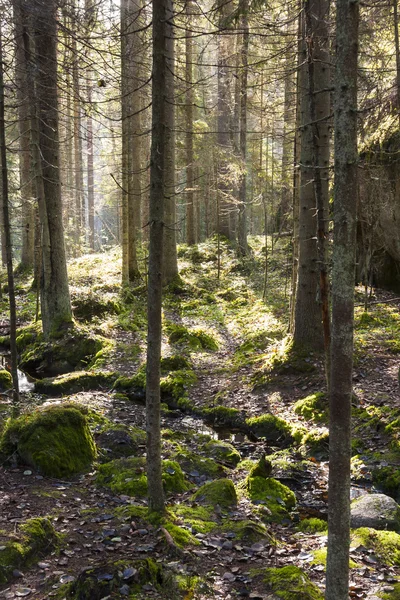 Fák az erdő a háttérvilágítás — Stock Fotó
