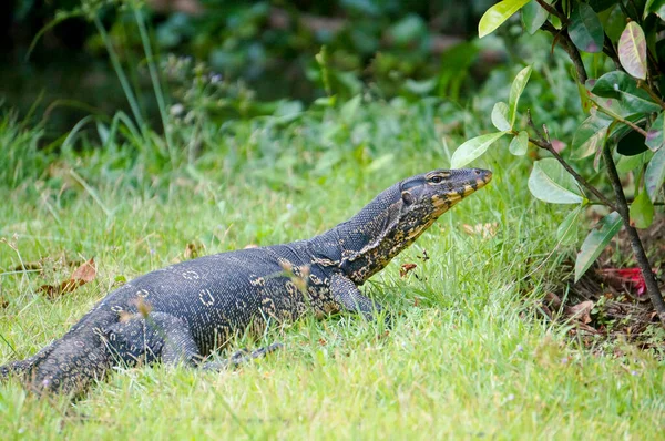 a monitor lizard in the jungle in thailand