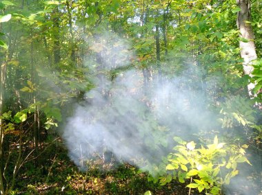 Yoğun yeşil bir ormanda beyaz duman bulutu yükseliyor. Ağaçların arasında parlayan güneş ışığı ve sisli hava. Orman yangını uyarısı, kamp ateşi ya da mistik doğa havası kavramı. Çevre sorunları ve orman koruması.