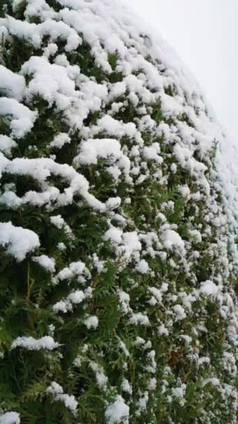 Filmato Alta Erba Verde Fresca Succosa Con Semi Spighe Campo — Video Stock