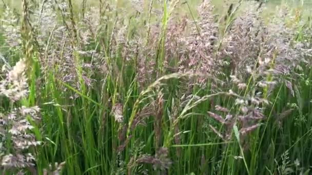 Bilder Hög Saftig Färsk Grönt Gräs Med Frön Spikelets Fält — Stockvideo