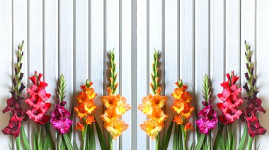 Gri-beyaz, aynalı, parlak güneşli gün ve doğal aydınlatma ile boyanmış ahşap panoların arka planında, Gladiolus 'un çok renkli varyasyonlarının yatay pankartını kapat..