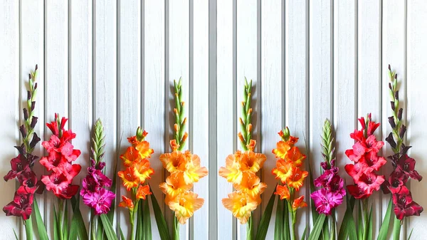 Zamknij Poziomy Sztandar Wielobarwnych Odmian Gladiolus Tle Drewnianych Desek Malowanych Zdjęcie Stockowe