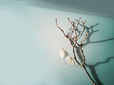 Hafif bulanık minimalist arkaplan, çıplak ağaç dalı, açık gri-mavi üzerinde doğal ışık altında sert gölgeli iki şeffaf ay yaprağı. İç poster, yatay afiş, kopyalama alanı.