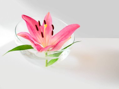 Büyük pembe zambak başlığı ve yeşil yapraklar, Liliaceae, Brindisi çeşidi, yarı dairesel küresel vazo, cam kase, eğimli kenar, su damlaları, beyaz arkaplan, doğal tasarım..