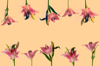 İki sıra büyük pembe zambak çiçekleri, en üstte yeşil yapraklar. Çit taklidi, çiçek yatağı. Liliaceae, Brindisi, sınır, bayrak için doğal kusursuz desen tasarımı..