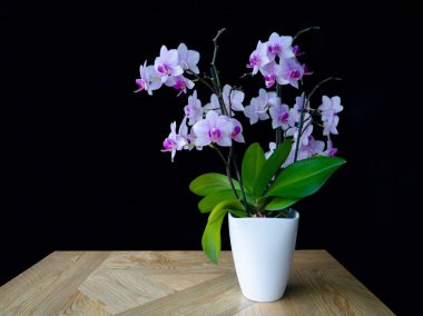 Pembe benekli orkide, ahşap masadaki beyaz tencerede yeşil yapraklar, siyah arka plan. Güzel moda çiçeği, yatay, kopya alanı, yumuşak odak. Ev çiçekleri kavramı, çiçek yetiştirme, yaşam süslemesi..