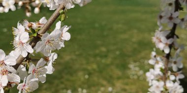 Çiçek açan sakura çiçeğini, narin çiçek açan beyaz kiraz ağaçlarını, bulanık yeşil çayır arka planına, güneşli bahar sabahının erken saatlerine kadar kapat. Odak, yatay afiş, kopyalama alanı.