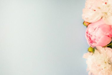 Üç beyaz sarı ve pembe şakayık başlarını yakın plan, sağlam gri-mavi arkaplan, seçici odak, büyük kopya alanı. Yatay afiş, tasarım kapağı, albüm, not defteri, sunum, kart.