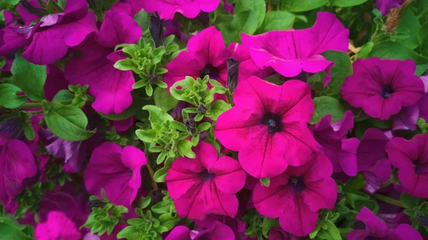 Close Bloembed Van Paarse Magenta Violette Petunia Getijdegolf Paars Klassiek — Stockfoto