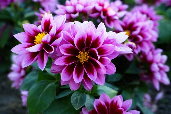 Nahaufnahme Lila Violette Dahlienblüten Gelbe Stempel Und Staubgefäße Garten Sommertag — Stockfoto
