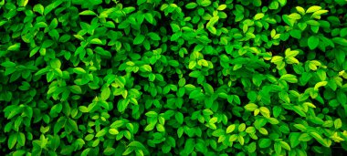 20: 9 yatay pankart, küçük yuvarlak çalı, koyu yeşil gölgeler. Fotoğraf için doku, masaüstü duvar kağıtları, akıllı telefon ekranı. Doğal yaprak kapağı tasarımı, çevre dostu desen..