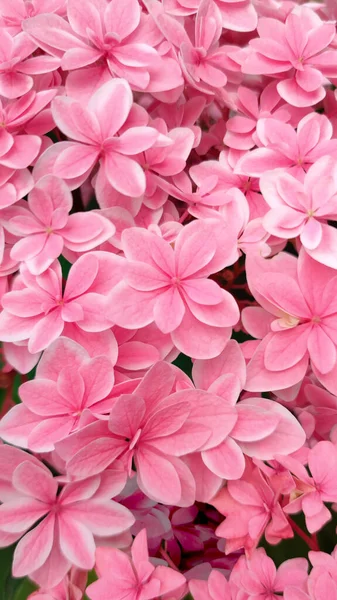 Defokussiert Nahaufnahme Rosa Blume Bigleaf Hydrangea Oder Makrophylla Garten Outdoor — Stockfoto