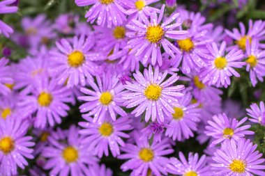 İtalyan Asterlarının mor çiçekleri, Michaelmas Daisy (Aster Amellus), İtalyan Starwort, Sonbahar Aster, İtalya 'da yetişen menekşe çiçeği olarak bilinir. Yumuşak odak.