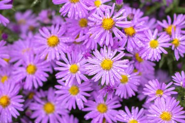 Purple flowers of Italian Asters, Michaelmas Daisy (Aster Amellus), known as Italian Starwort, Fall Aster, violet blossom growing in garden, Italy. Soft focus. clipart