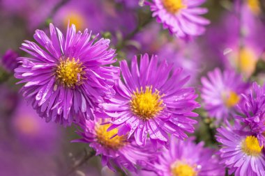 İtalyan Asterlarının mor çiçekleri, Michaelmas Daisy (Aster Amellus), İtalyan Starwort, Sonbahar Aster, İtalya 'da yetişen menekşe çiçeği olarak bilinir. Yumuşak odak.
