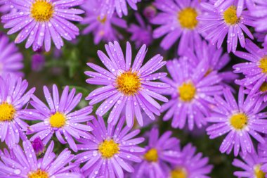 İtalyan Asterlarının mor çiçekleri, Michaelmas Daisy (Aster Amellus), İtalyan Starwort, Sonbahar Aster, İtalya 'da yetişen menekşe çiçeği olarak bilinir. Yumuşak odak.