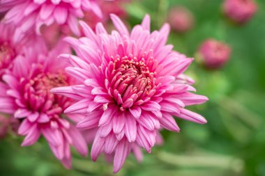 Paskalyanın pembe çiçekleri. Aster Çöp Kutusu.