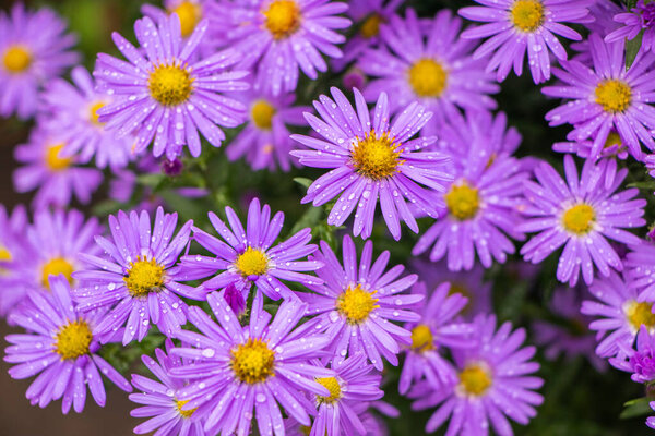 Purple flowers of Italian Asters, Michaelmas Daisy (Aster Amellus), known as Italian Starwort, Fall Aster, violet blossom growing in garden, Italy. Soft focus.