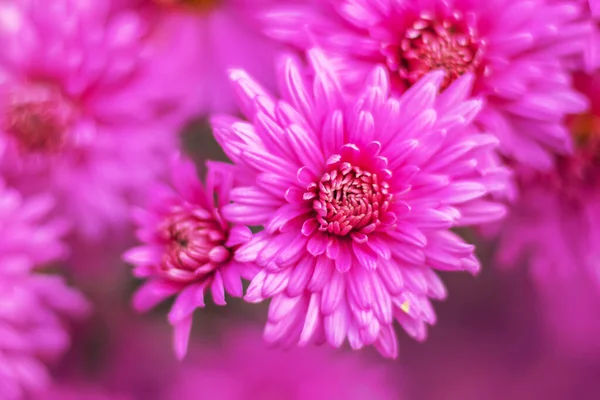 Colorido Rosa Aster Flores Fundo Resumo — Fotografia de Stock