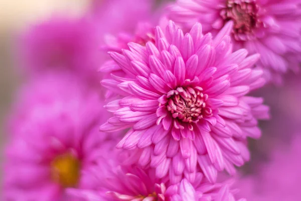 Colorido Rosa Aster Flores Fundo Resumo — Fotografia de Stock