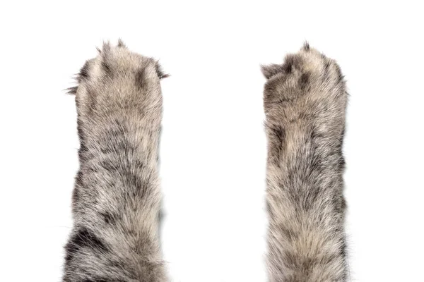 Las Patas Del Gato Sobre Fondo Blanco —  Fotos de Stock