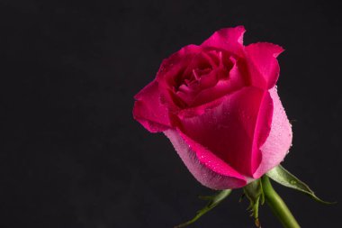 Güzel pembe gül, koyu arkaplanı kapat..