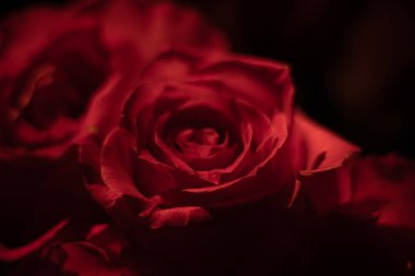 Bir buket taze gül, parlak bir arka plan.