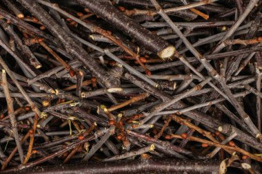 Dilimlenmiş kiraz dalları. Tıbbi amaçlar için kullanılır..