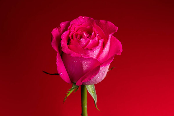 Pink rose on red background with drops.