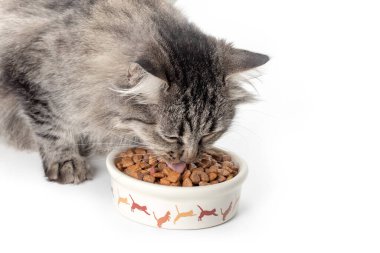 Kaseden yemek yiyen gri kedi. Kapat..