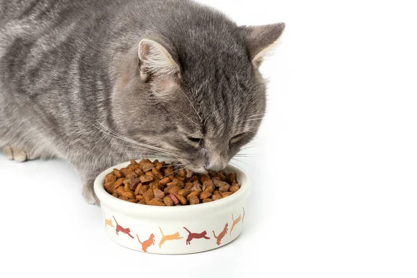 Beyaz arka plandaki bir kaseden kedi yemek yiyor..