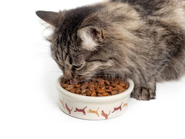 Beyaz arka plandaki bir kaseden kedi yemek yiyor..