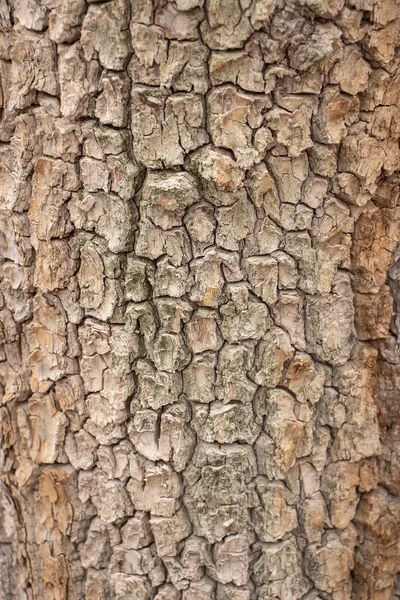 Tiro Textura Casca Árvore Marrom Preenchendo Quadro — Fotografia de Stock