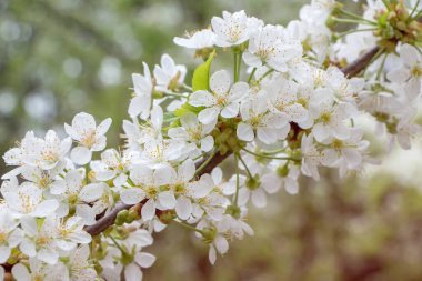Bahar bahçesinde çiçek açan beyaz kiraz..